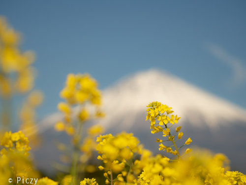 富士山を背景にした菜の花の写真
