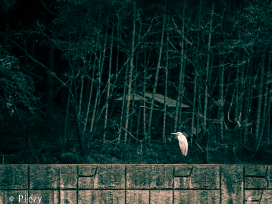白い鳥のモノトーンの写真
