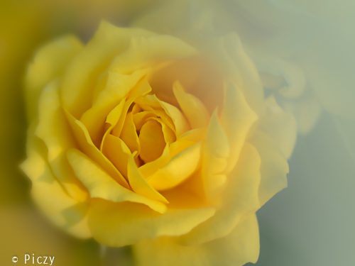 バラの色を加えた黄色いバラの写真