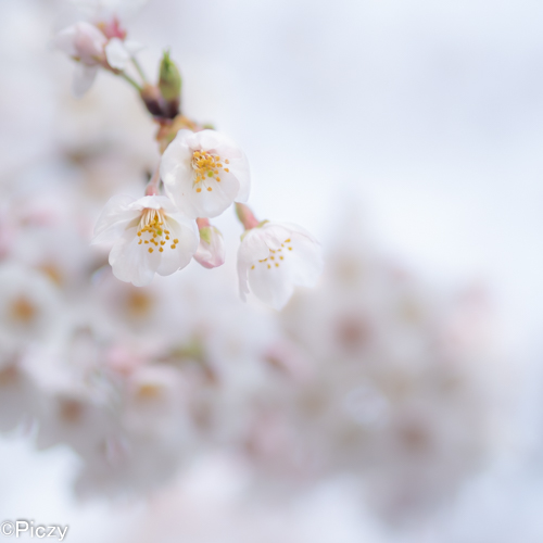 １×１のアスペクト比にした桜の写真