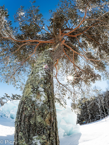 雪の中の松の木