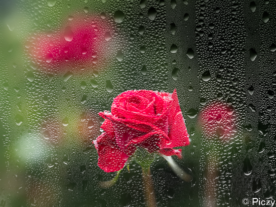 雨粒のついたガラス越しに見たバラの写真