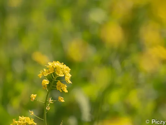 黄色と緑でいっぱいになる菜の花の写真