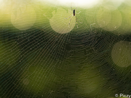 西日の玉ボケと蜘蛛の巣の写真