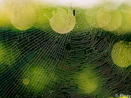 蜘蛛の糸に色を加えた写真