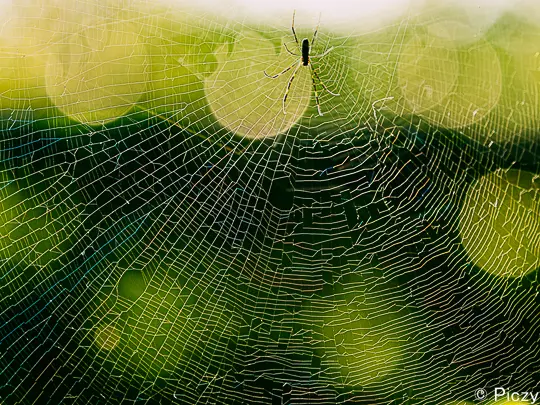 蜘蛛の糸に色を加えた写真