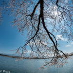 富士に伸びる桜の枝