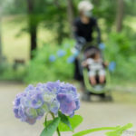 梅雨の合間、紫陽花を見に公園へ