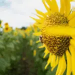 花粉を集めるアブ