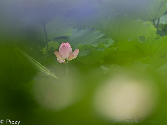 撮影した蓮の花の写真