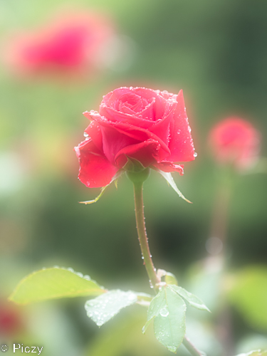 ソフトフォーカスフィルターをかけた様なバラの花の写真