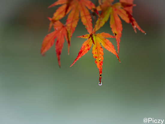 雨粒が滴っている紅葉