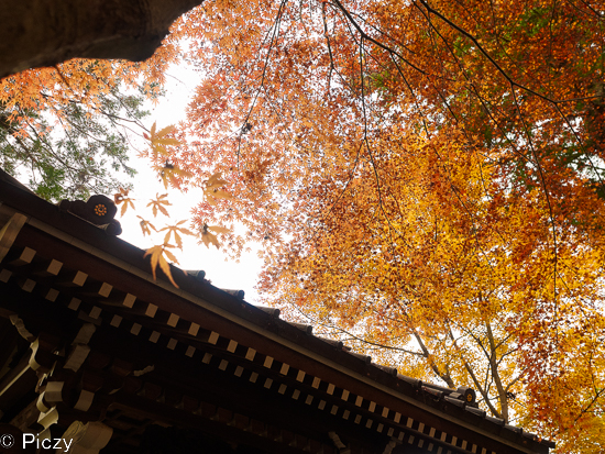 西山本門寺の紅葉