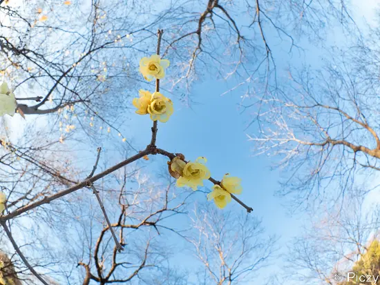 下から青美見る様にして撮った蠟梅の花