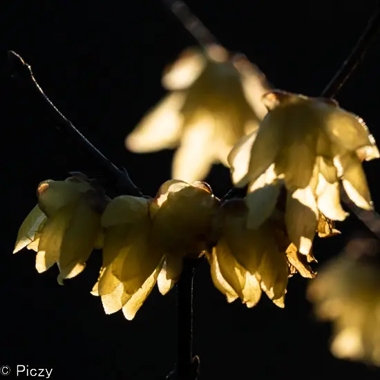 日が当たった蠟梅を逆光から撮影する