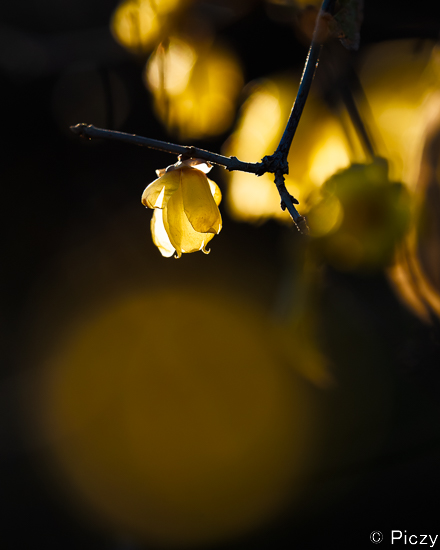 蠟梅の黄色が引き立つ様現像した写真