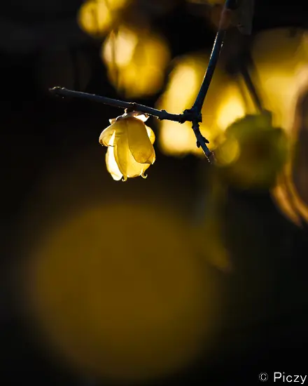 蠟梅の黄色が引き立つ様現像した写真