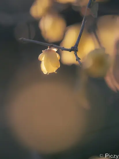 アンニュイ調に現像した写真