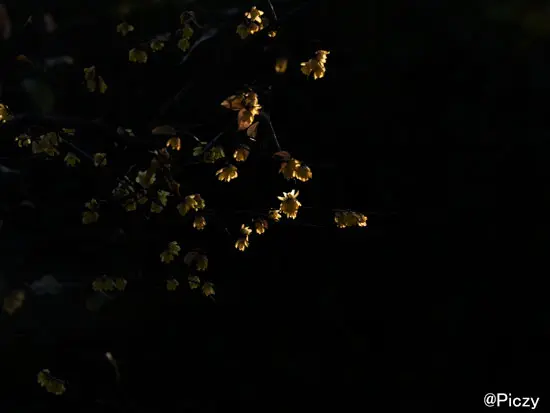 暗がりに灯る黄色い蝋梅