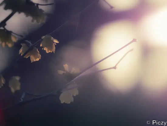 アンニュイ調に現像した写真