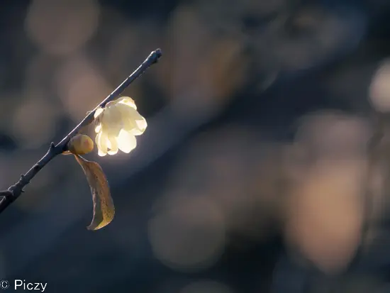 アンニュイ調の蠟梅の写真