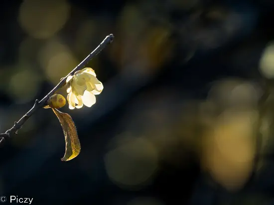 後ろに玉ボケを入れた蠟梅の花