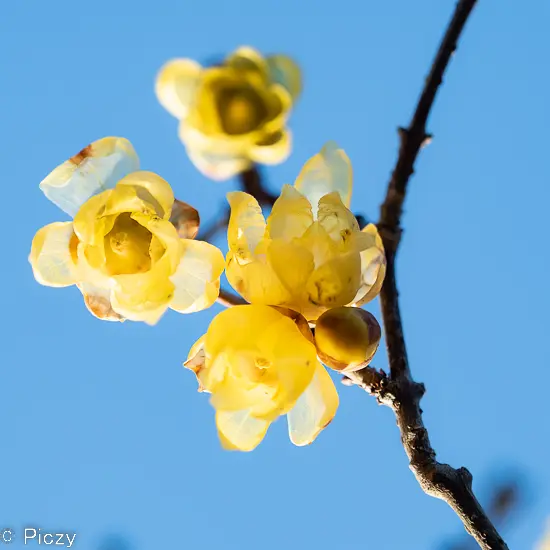 下から撮った蠟梅の花