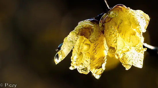 蠟梅の水滴と虫