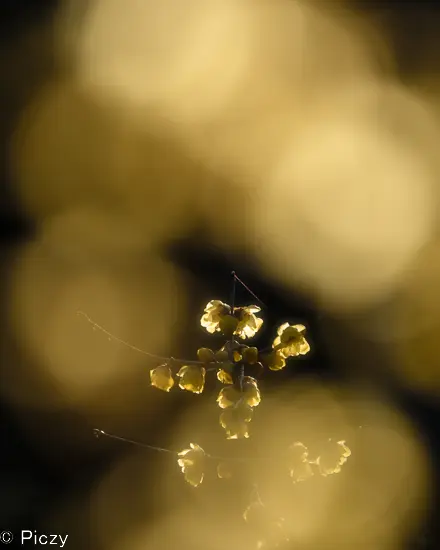 黄色い前ボケを入れた蠟梅の写真