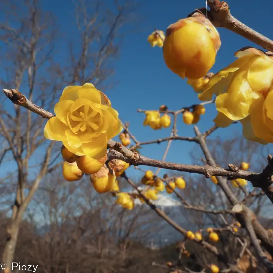 黄色い蝋梅