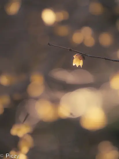 アンニュイ調の蠟梅の写真