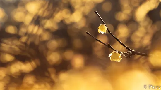 前ボケも後ろボケも入れた蠟梅の写真