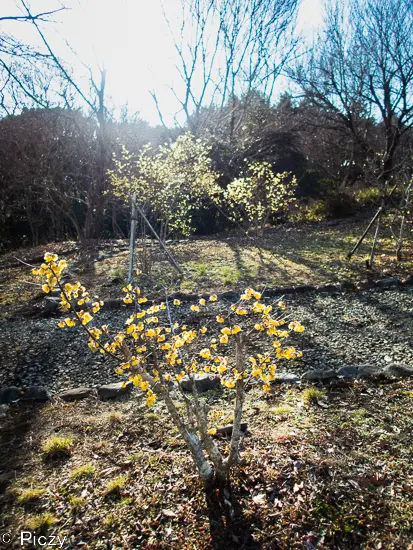 蠟梅が植わっている状況