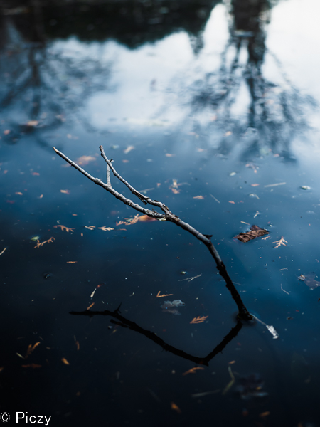 池にうつった枝の影