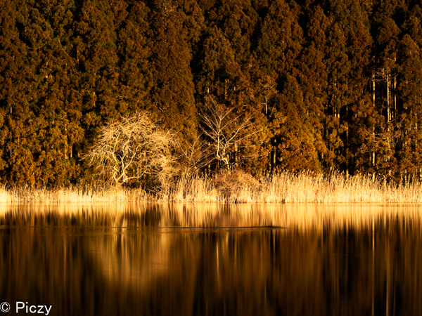 落葉した木と針葉樹が湖面にうつる写真