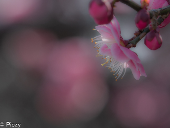 ソフトに仕上げた梅の写真