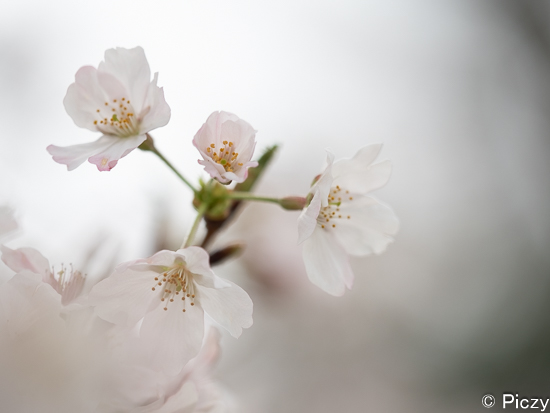 絞り開放で撮影した桜の写真