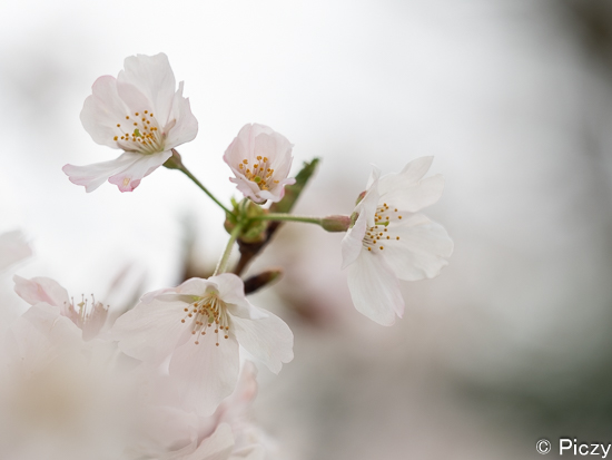 絞りをf4.0にして撮影し直した桜の写真