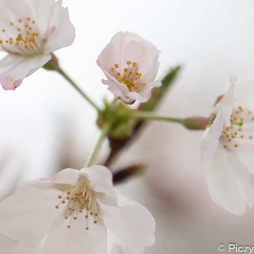拡大したf2.8の桜の写真