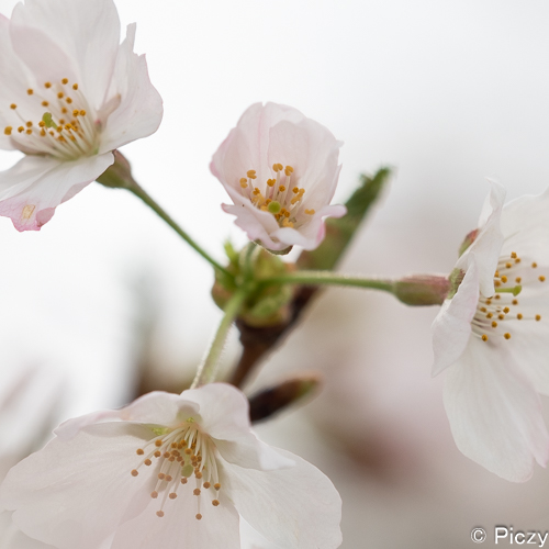 拡大したf4.0に絞った桜の花の写真