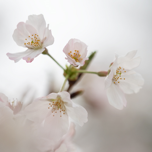 深度合成した桜の写真