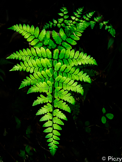 緑に光るシダの葉の写真