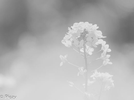 低コントラストの菜の花の白黒写真