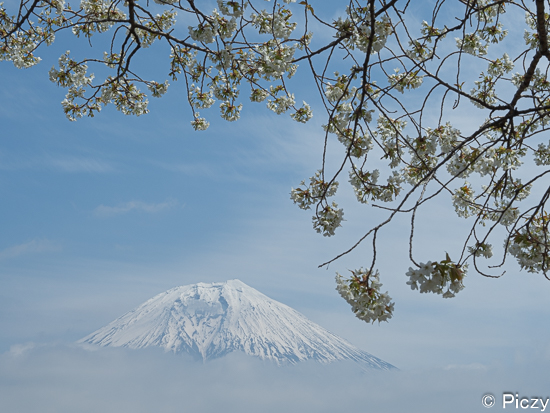富士山と桜の木の写真