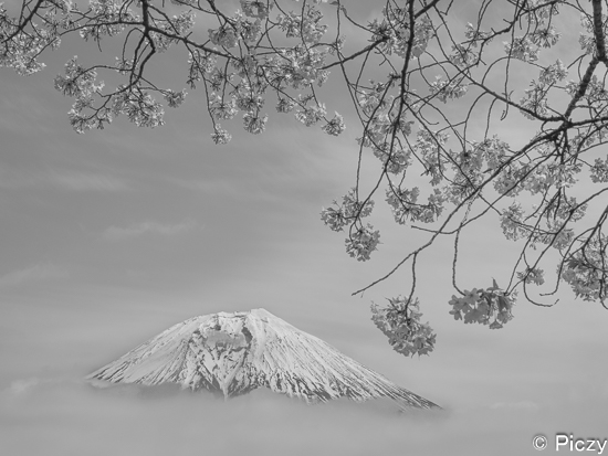 ハイキーの富士山と桜の写真