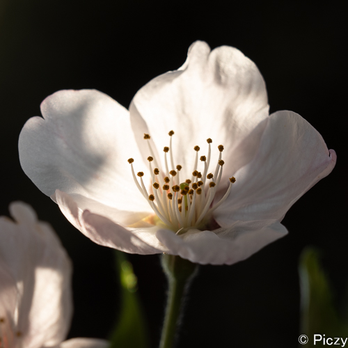 コントラストのある桜の写真