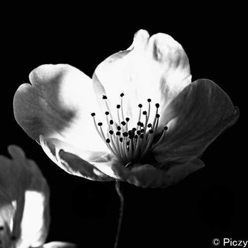 ハイコントラストの桜の白黒写真