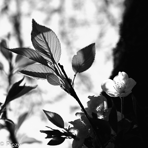 仕上げた桜の白黒写真