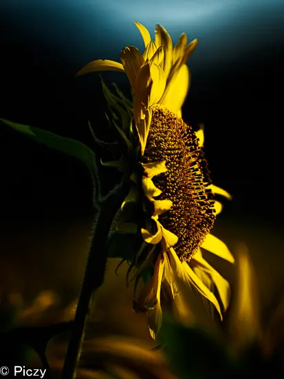 朝日を浴びるひまわり