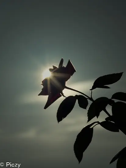 逆光で太陽の光条を入れた写真